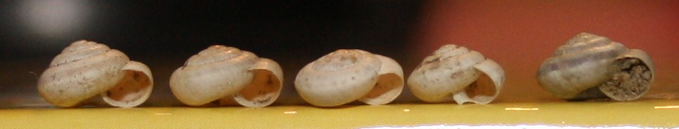 candidula unifasciata?